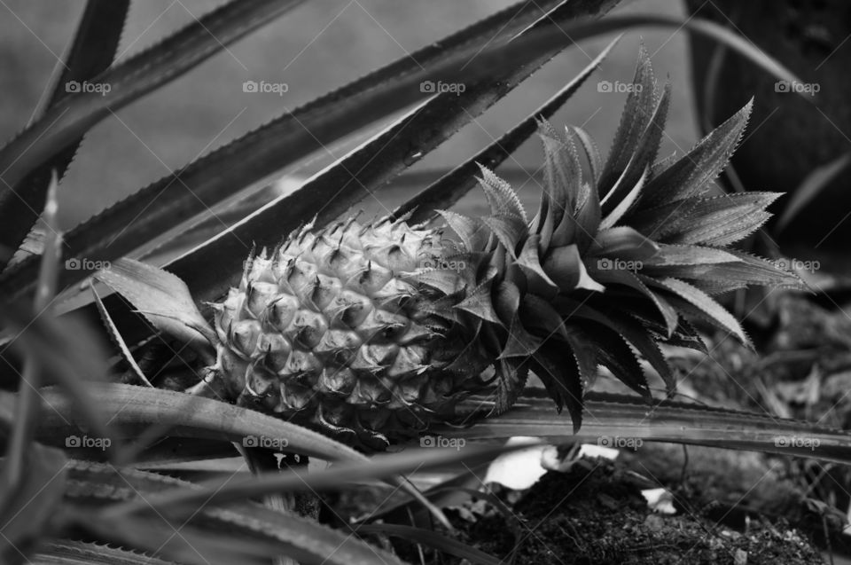 Ripe pineapple on the tree