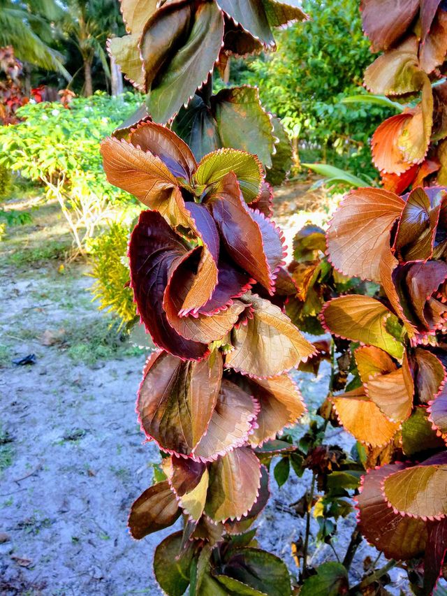 amazing plant