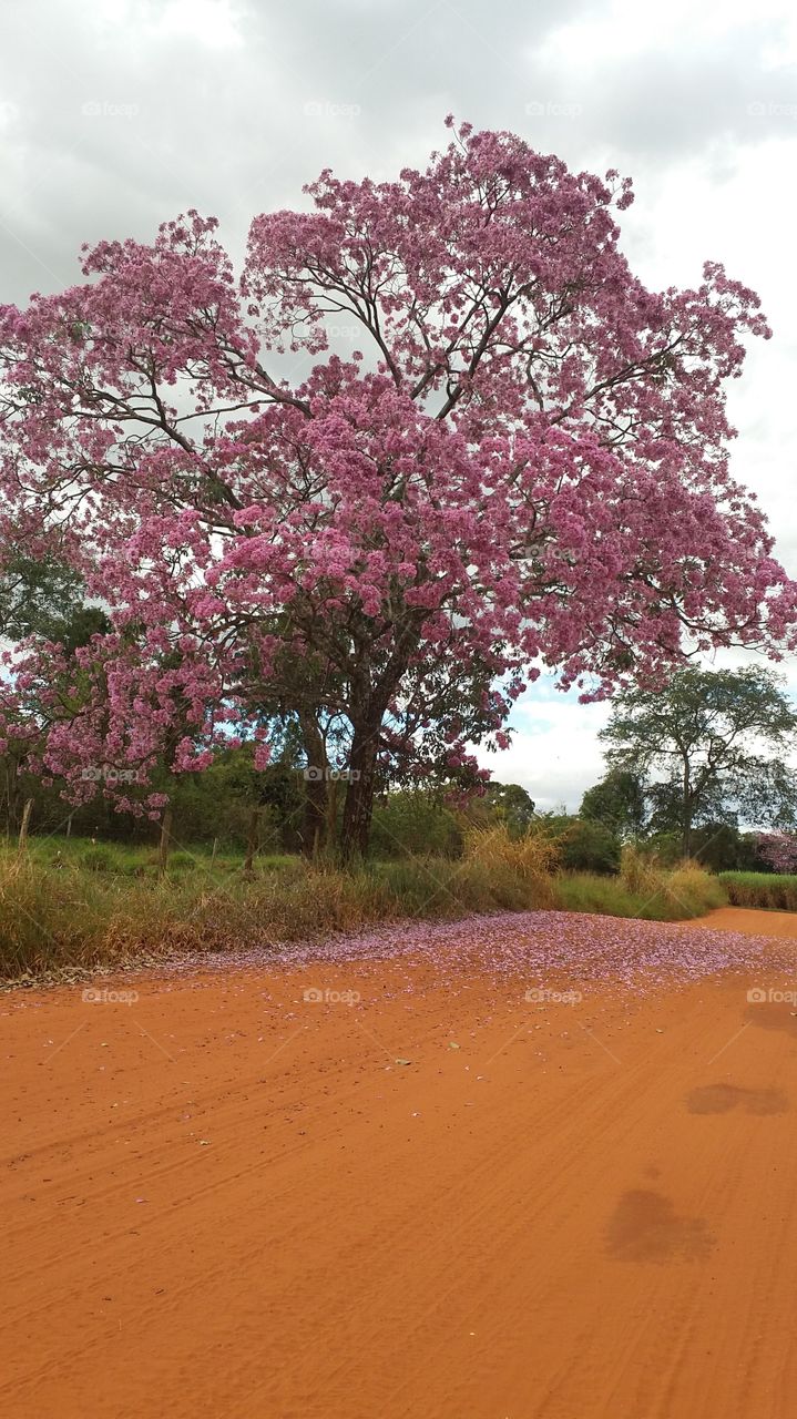 ipê rosa árvore linda no Brasil