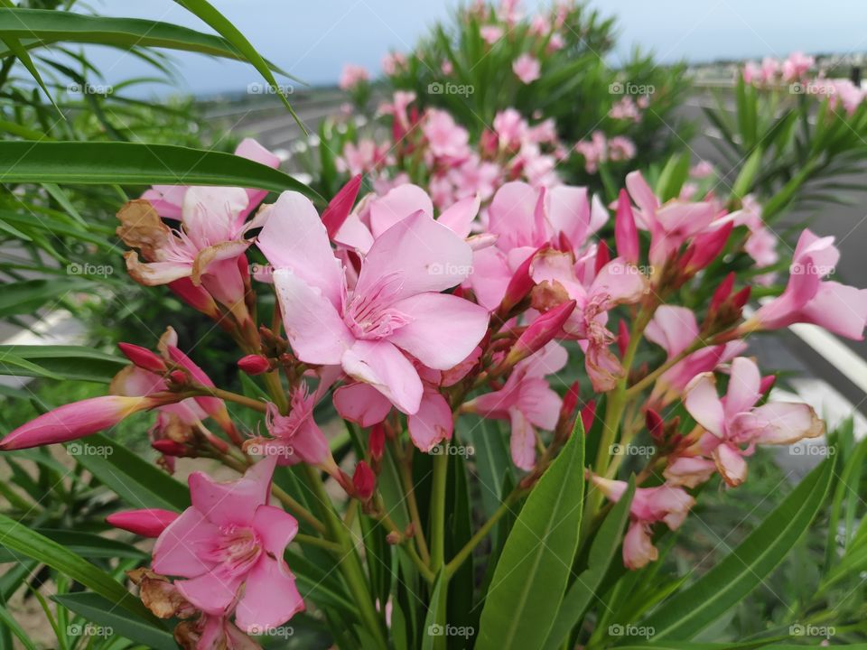 a image of Oleander pink flowers from Telangan India