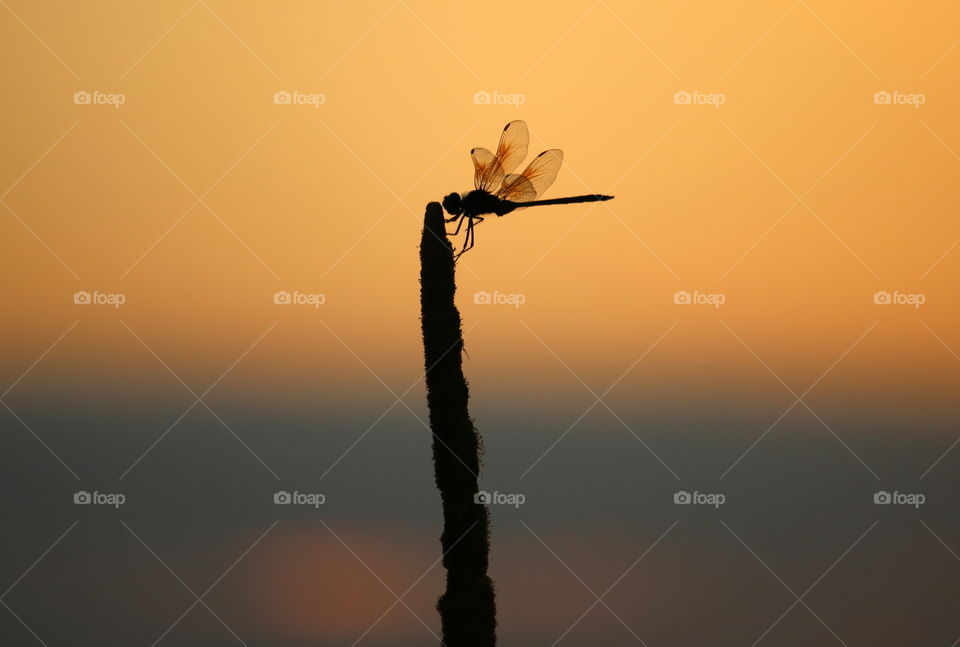 Dragonfly silhouette at sunset
