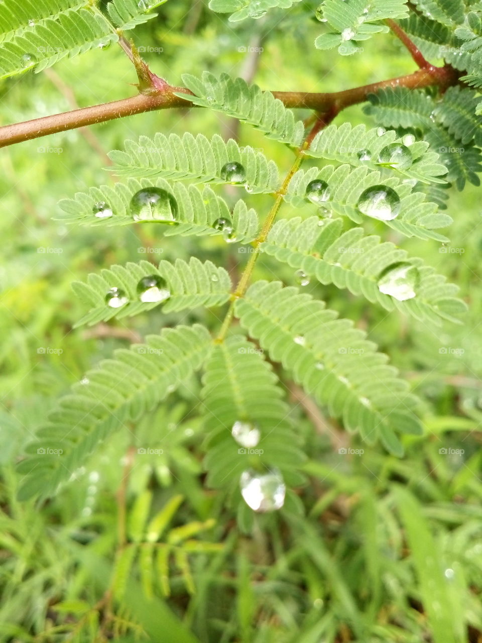 Dew water on tree leaf.