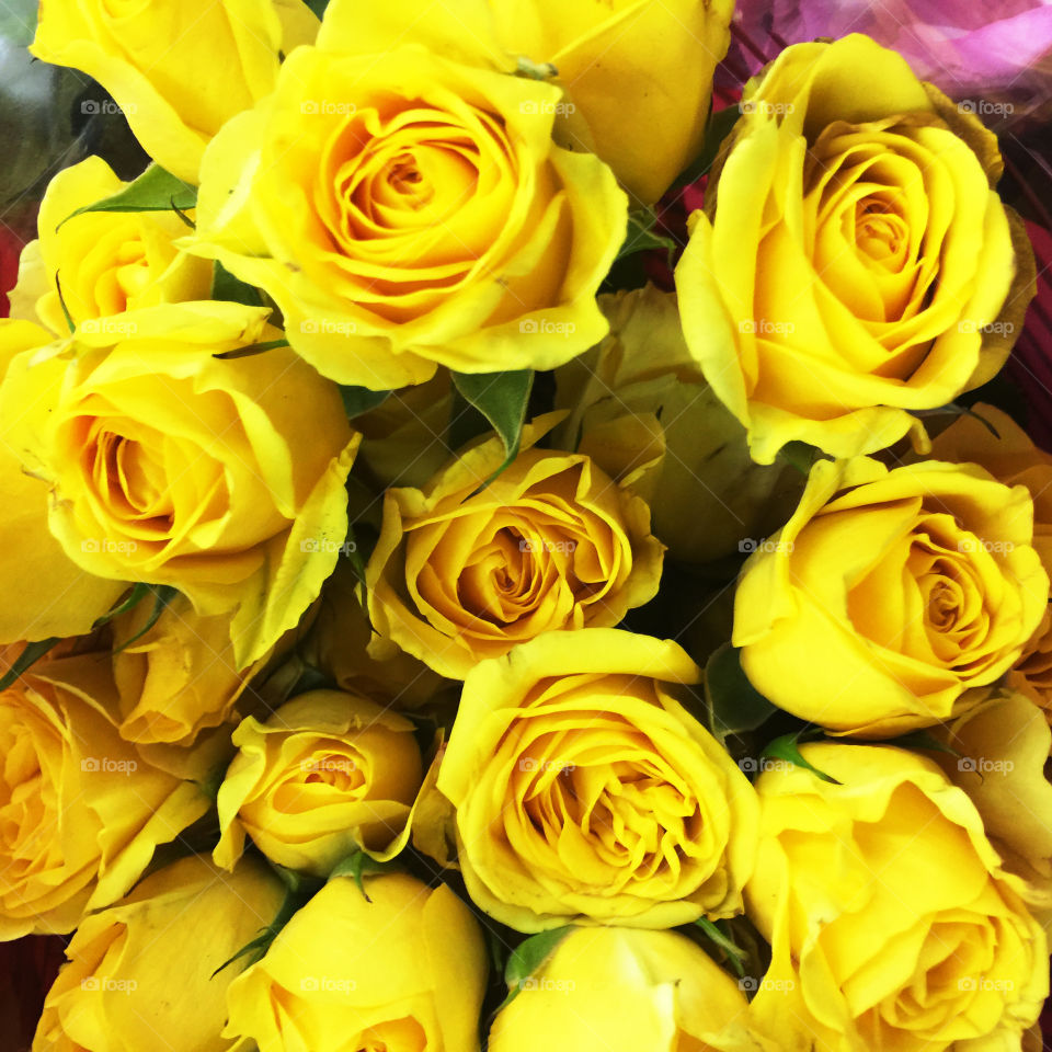 color stories a yellow roses