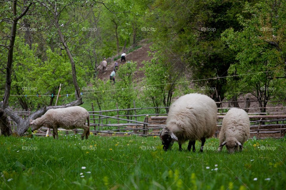 Spring in the countryside - sheep in the foreground and field workers in the background 