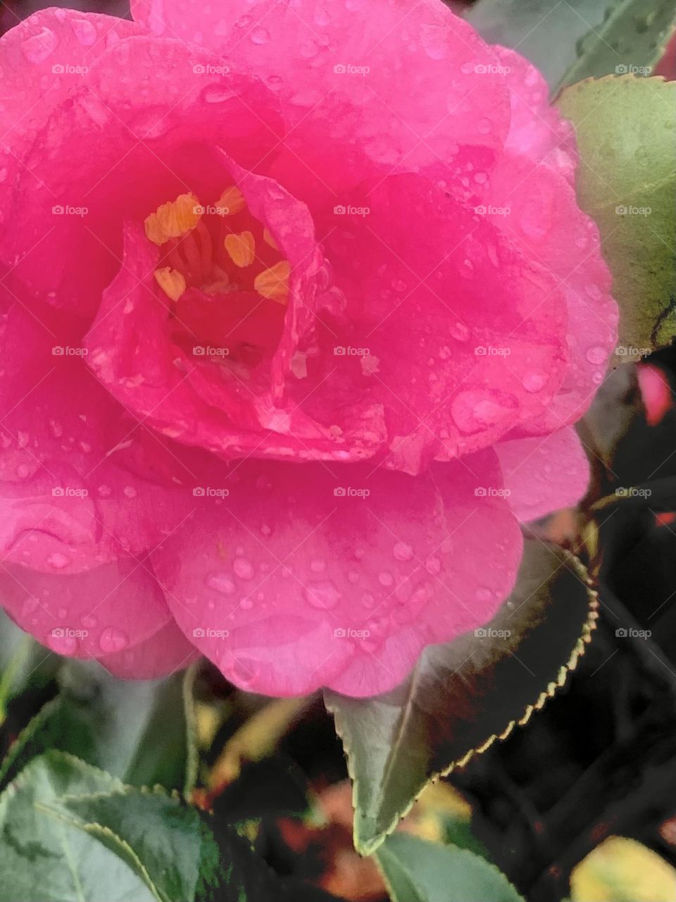 Closeup camellia 