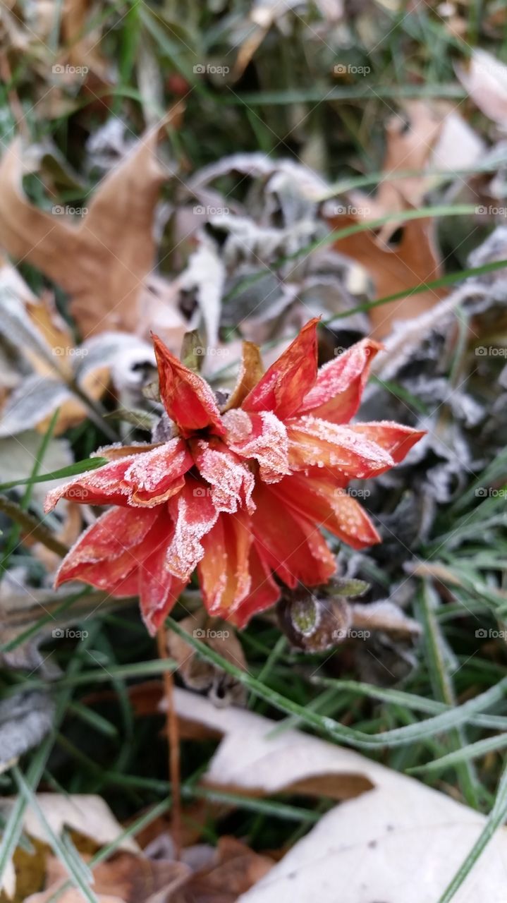frost covers a Dahlia blossom