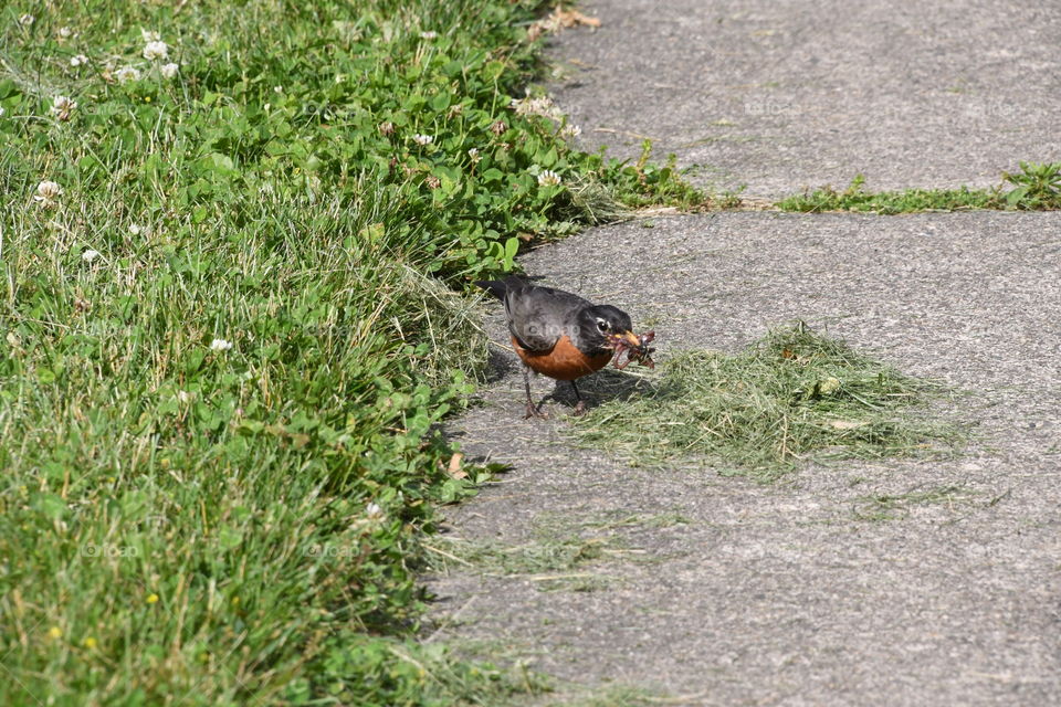 mother robin collecting food for her young