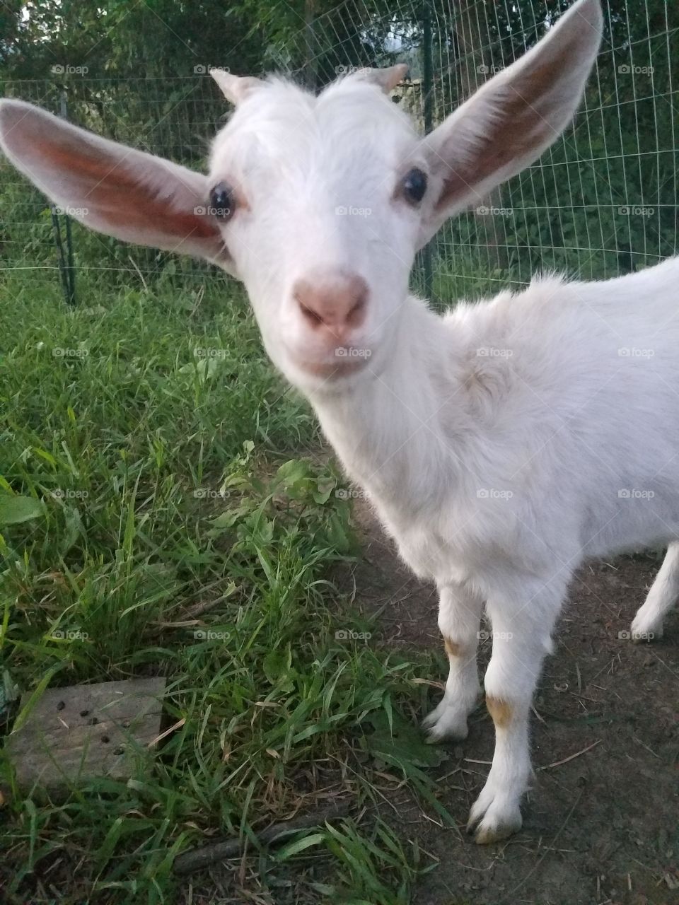 Elsie the goat