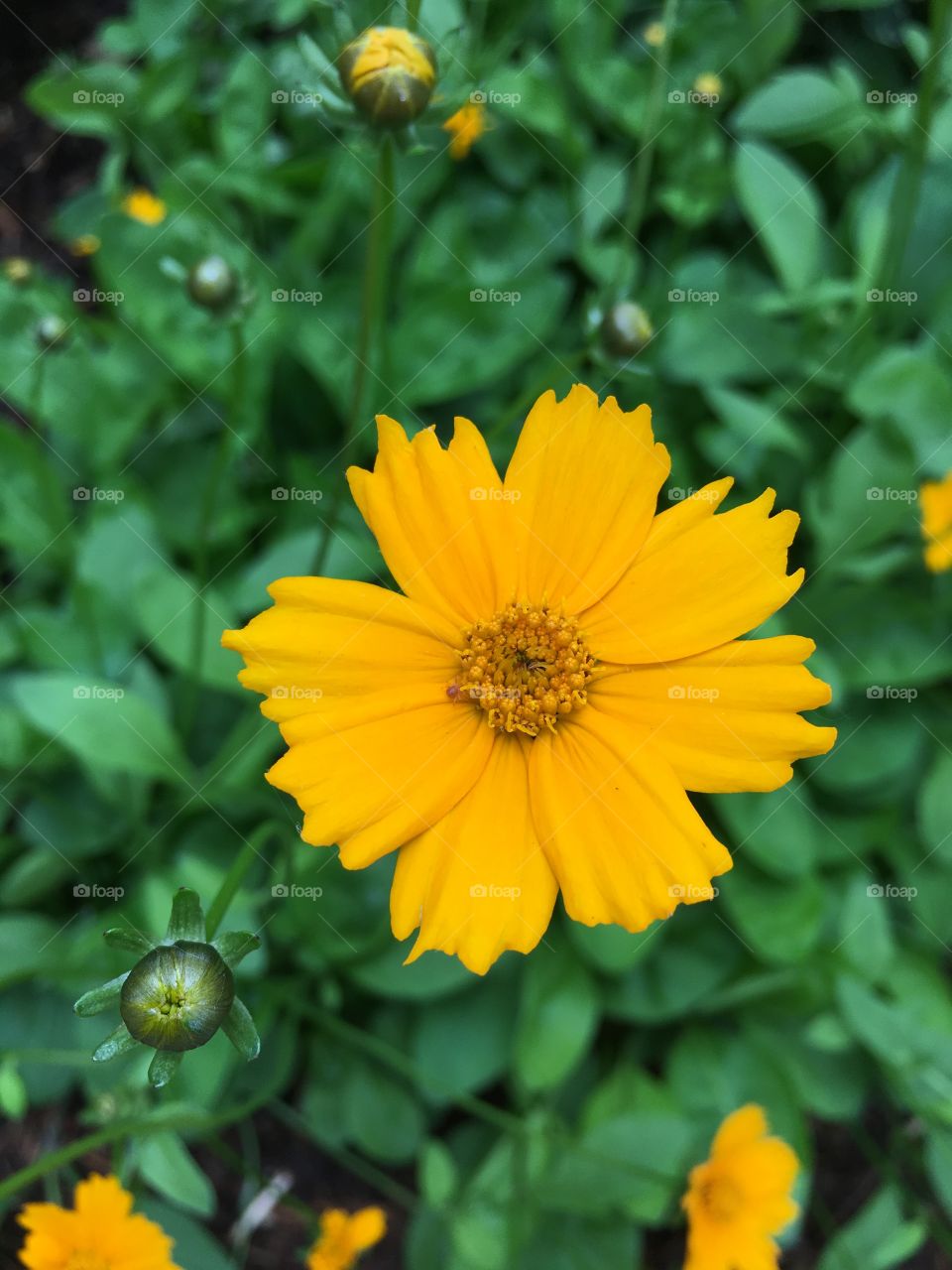 Orange flower 