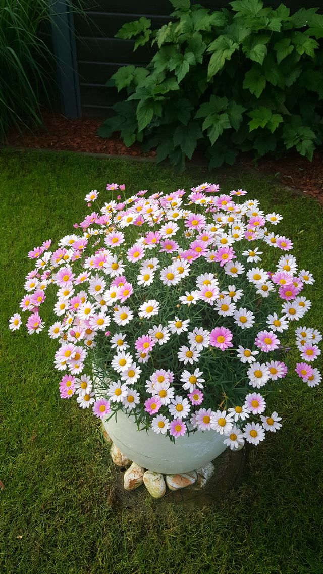 flowers Garden nature green pink