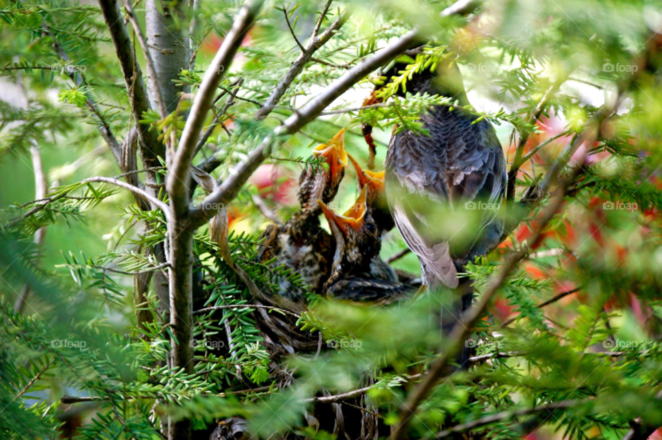 birds babies by refocusphoto