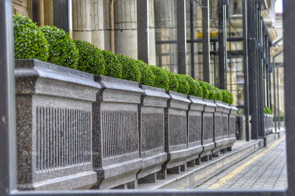 several flower beds of square boxes stand in a row. in the flowerbeds there are small neat plants in the shape of a ball.