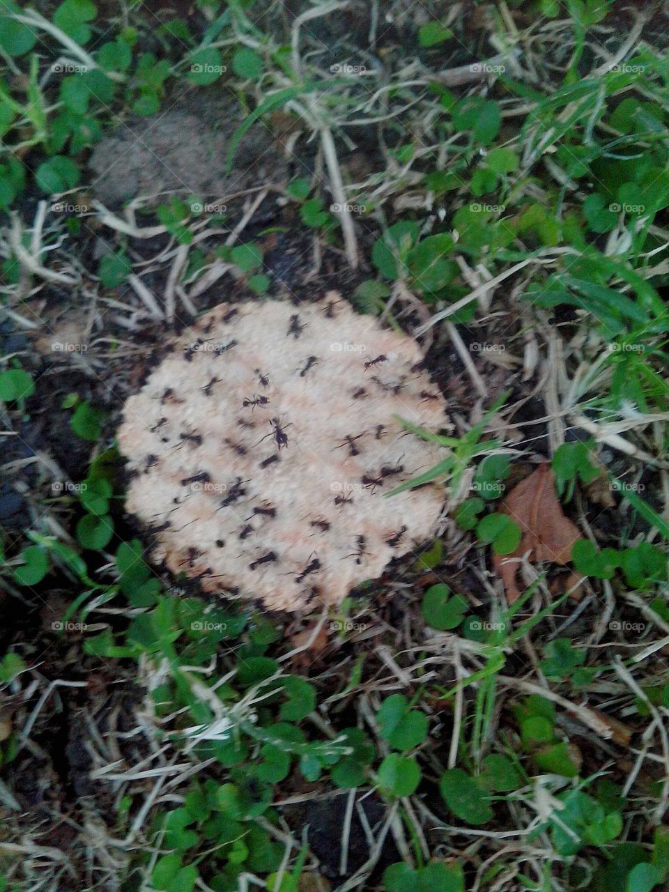 Ants eating cookie