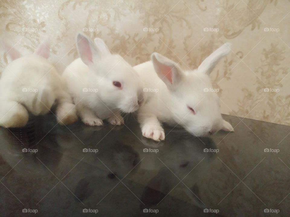 rabbits