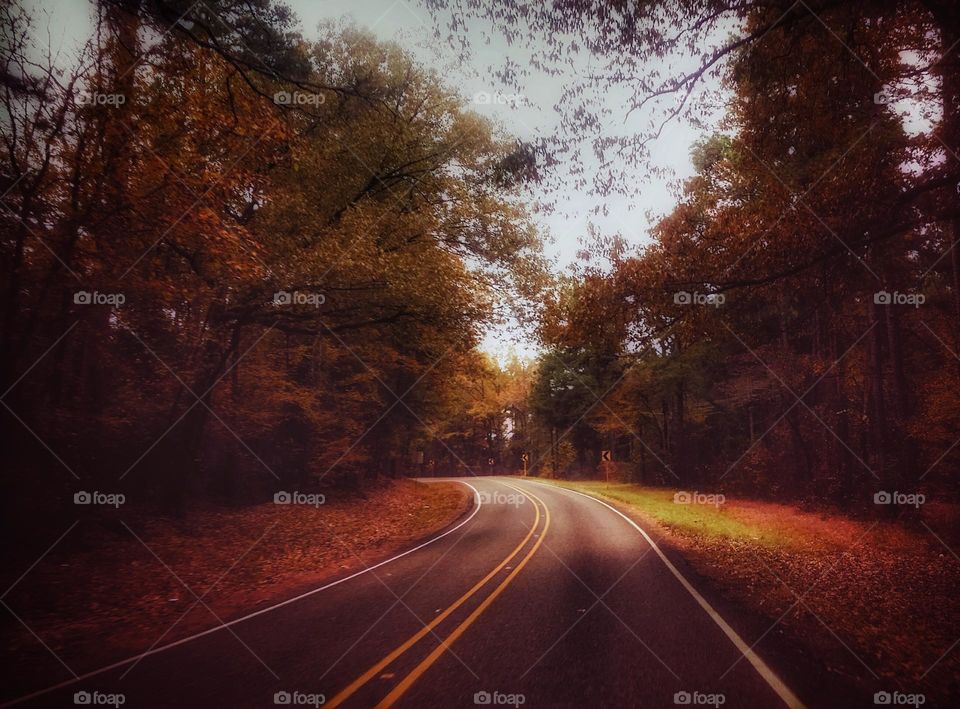 Autumn Road