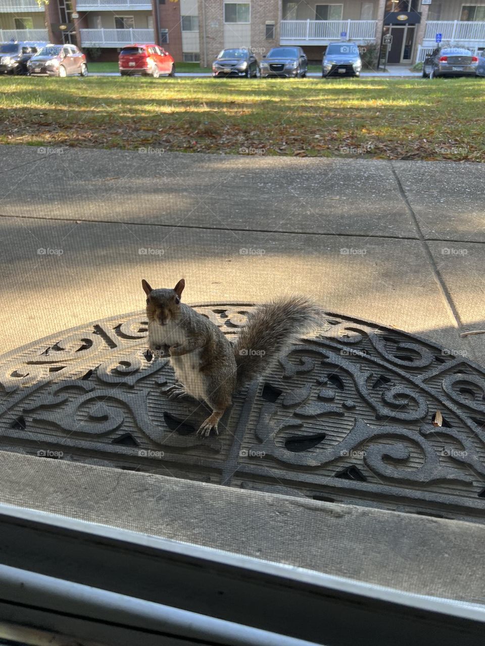 Hi fluffy tail squirrel at the door 