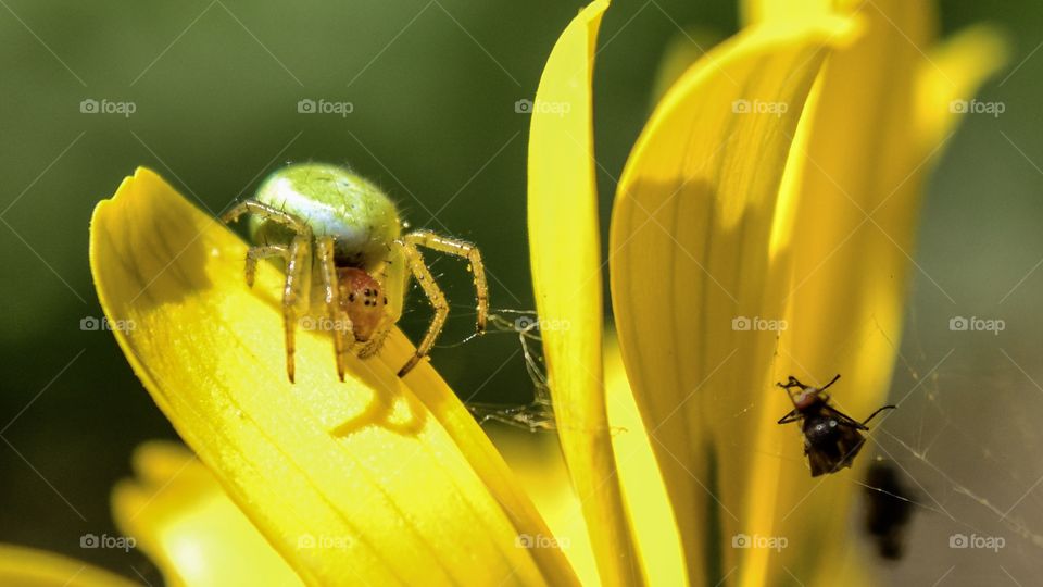 Spider catching fly for lunch