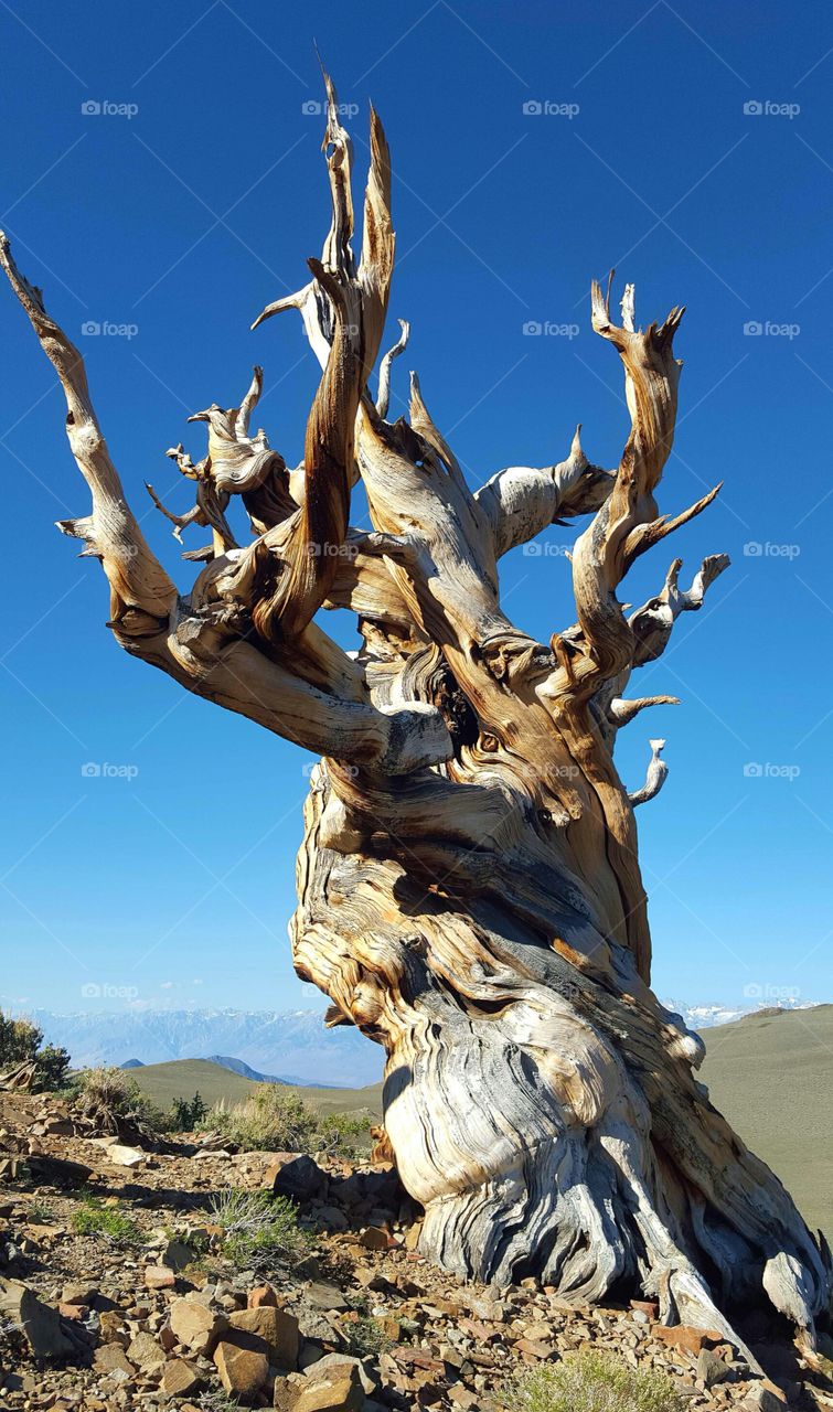 Bristlecone Pine