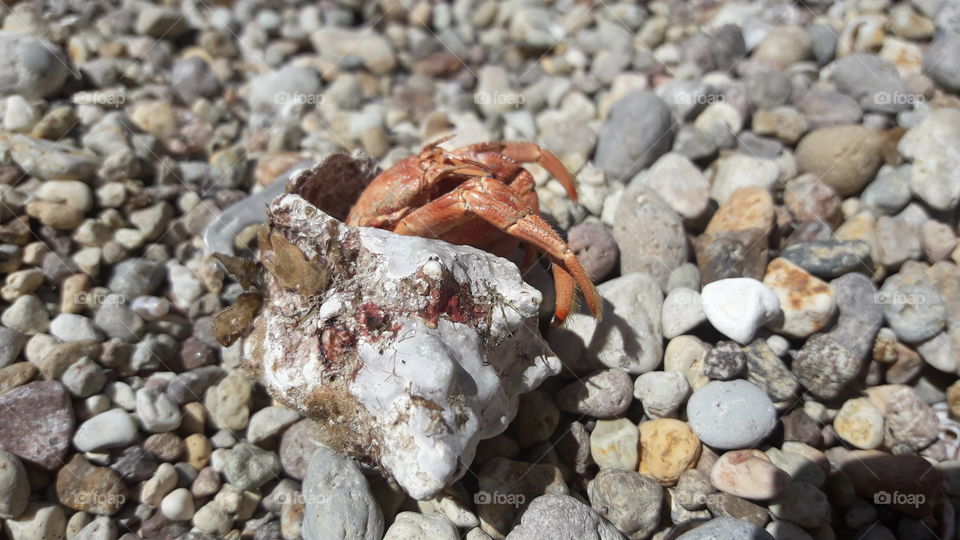 hermit crab