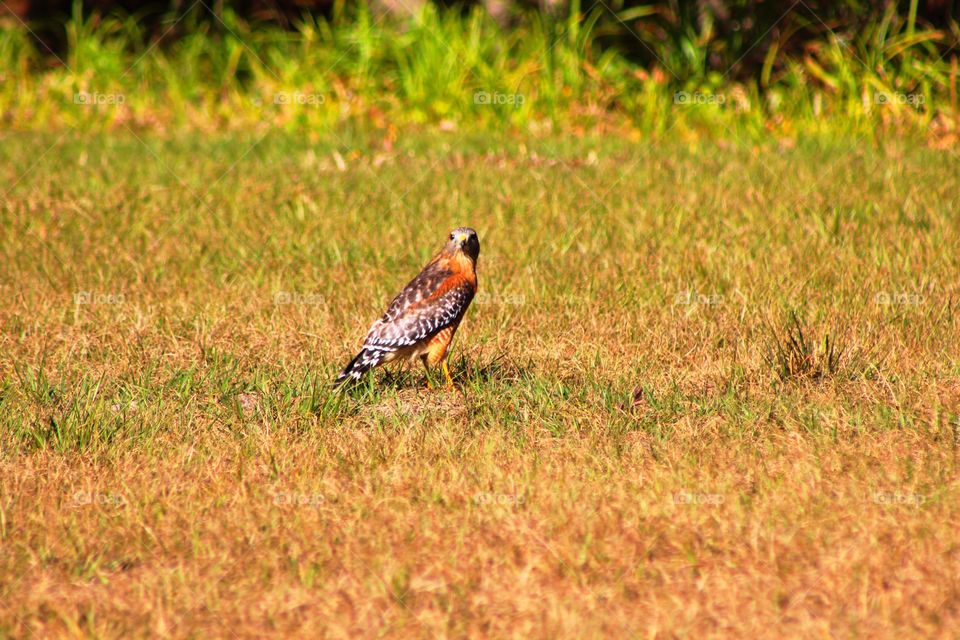 Hawk on the ground hunting