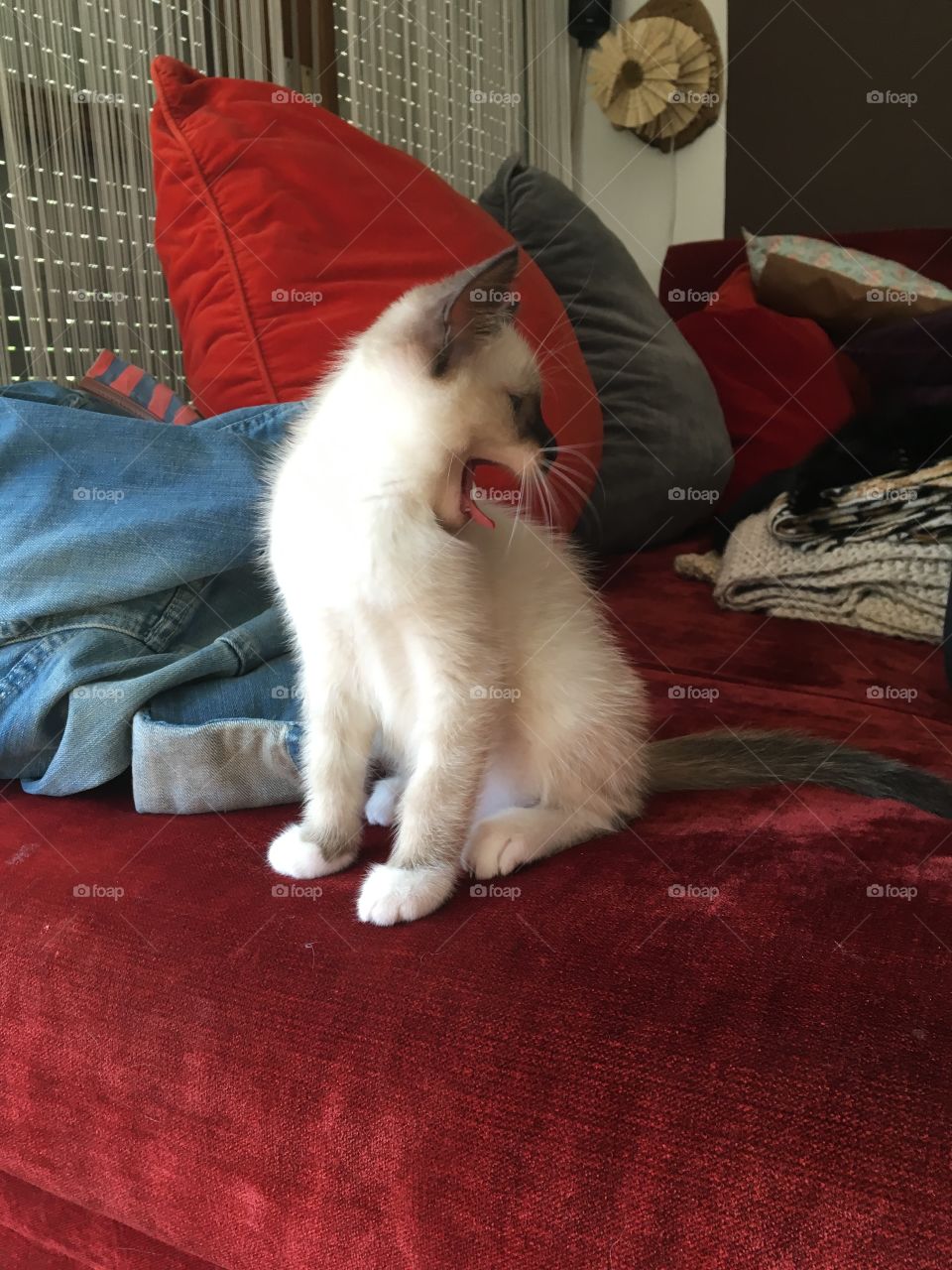 Kitten yawning on a red velvet sofa 