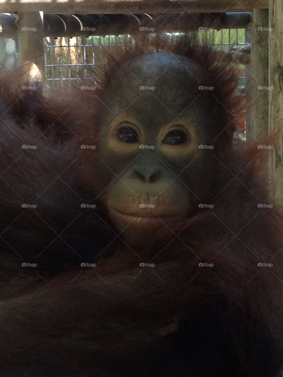 Cute monkey at Barcelona zoo