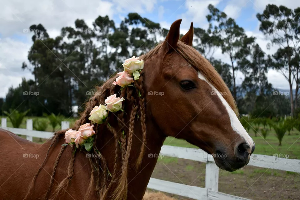 Caballo