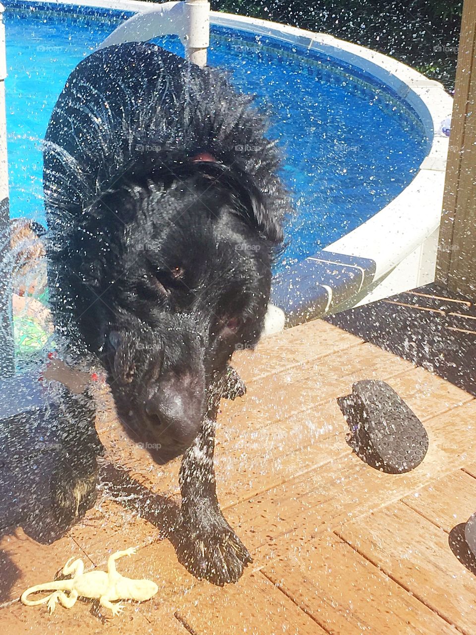 Arrow, our German shepherd, shaking off after taking a dip in the pool. 