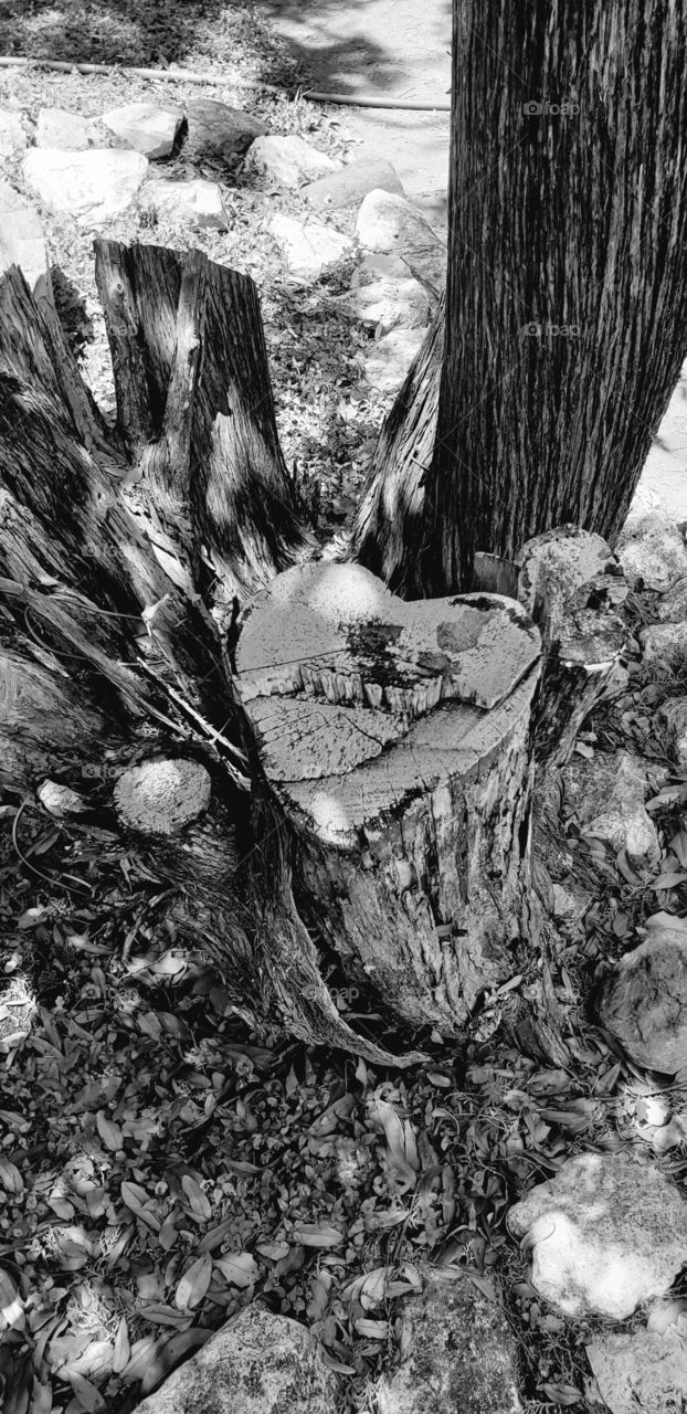 heart shaped tree stump