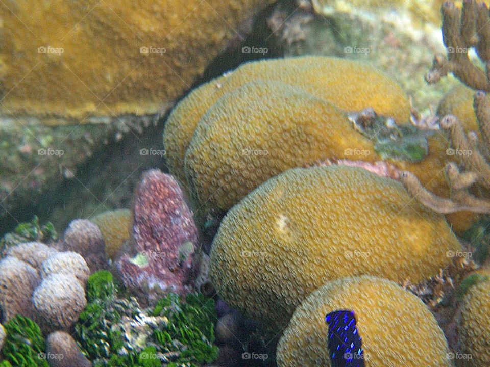 Brain Coral