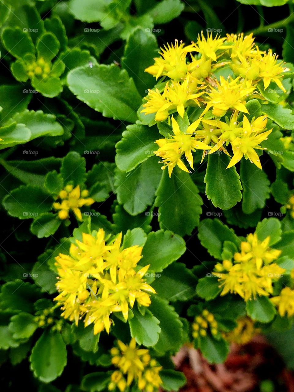 Closeup of beautiful, lovely, bright yellow flowers with elegant bright and dark green leaves