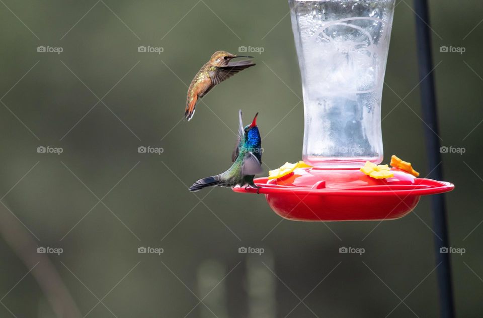 Hummingbirds 