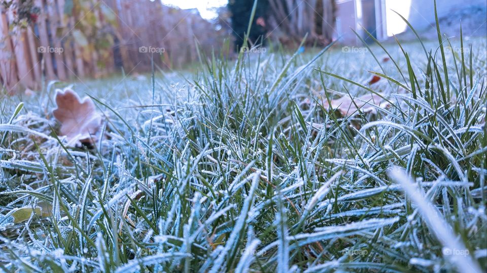 Grass covered in ice