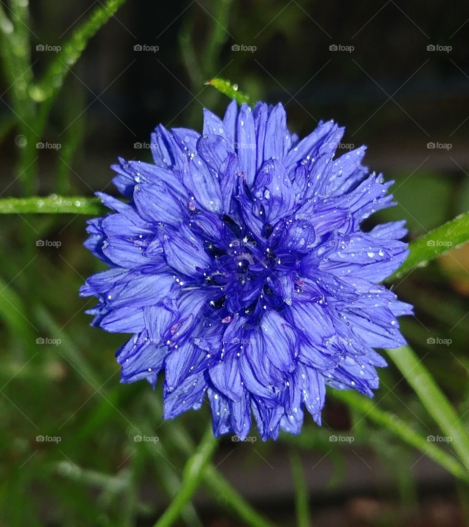 flower blühen Blüten Blume blühen lila blau blue purple