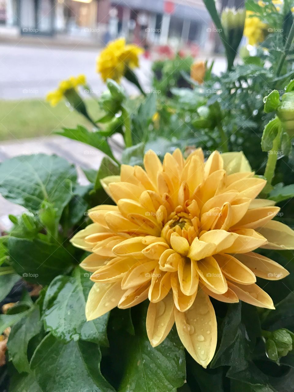 Yellow flower caught outside in the thunder storm. 