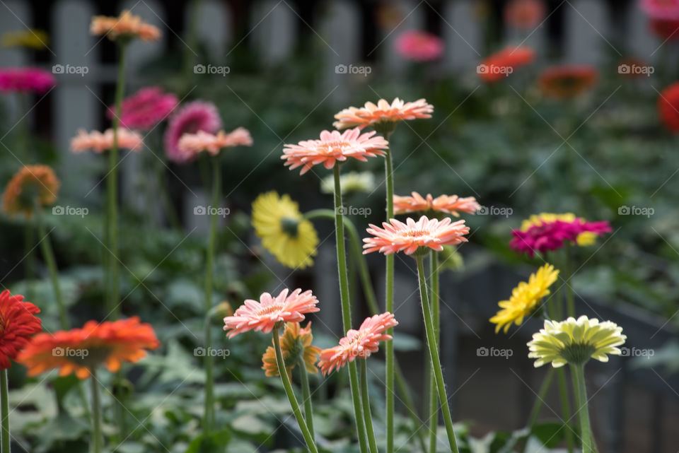 Close-up of flowers