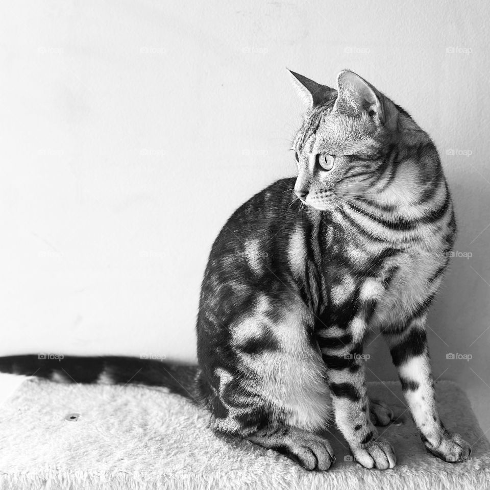 Bengal cat profile shot, black and white 