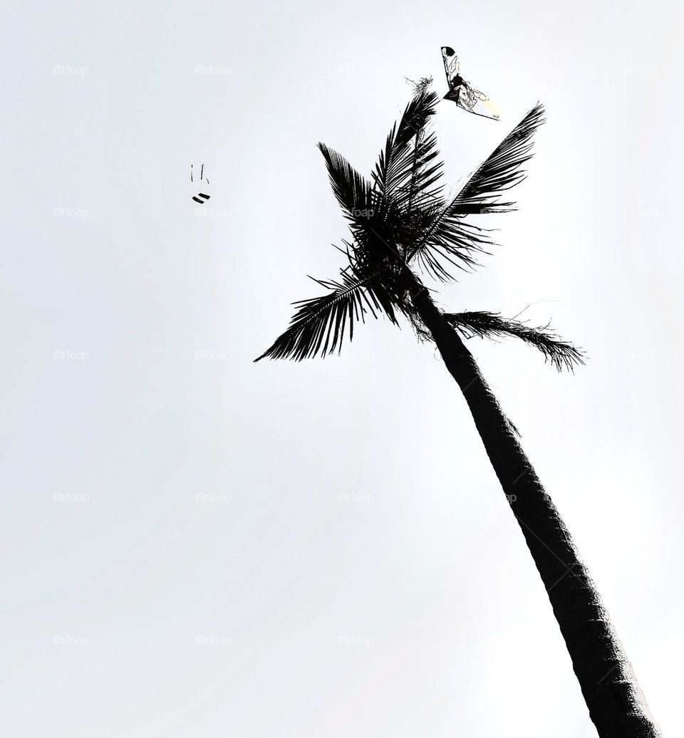 Kite and Tree - BNW