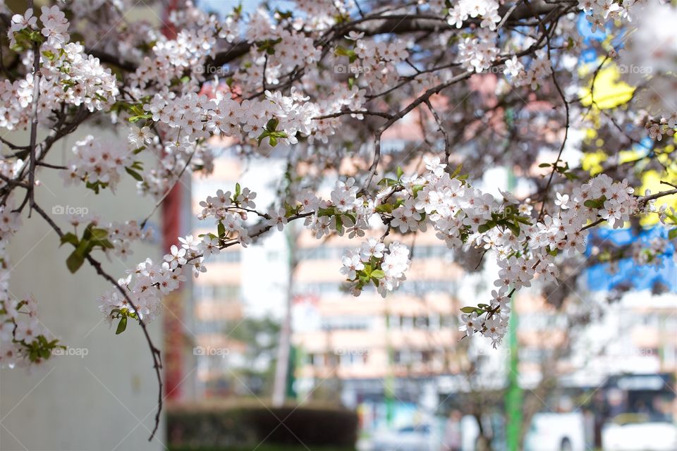 Cherry blossom in town 