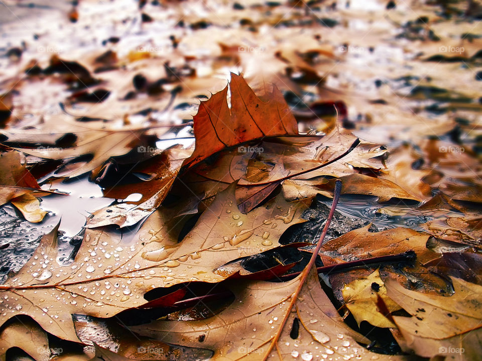 Dry autumn leaves under the rain 