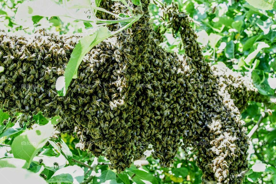 a bee swarm in a tree