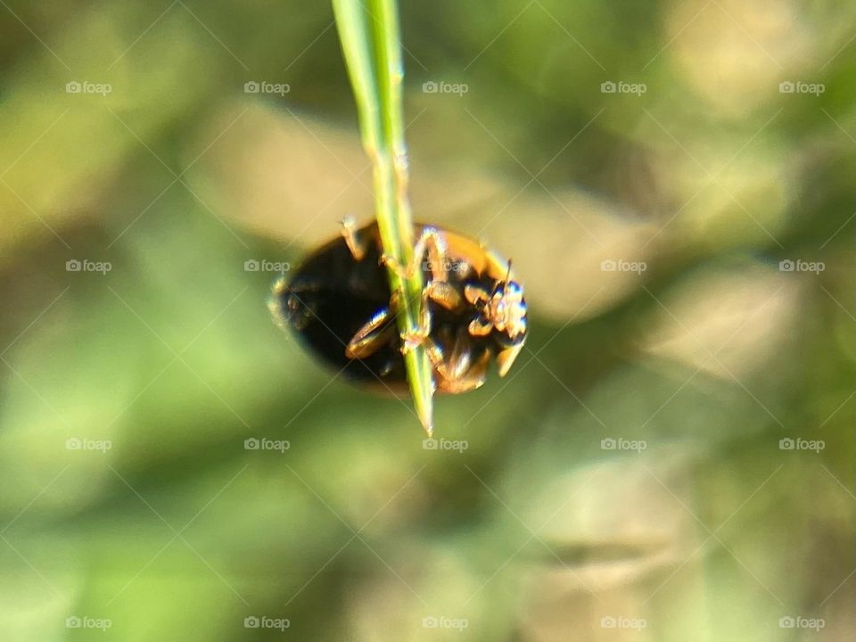 Ladybug 
