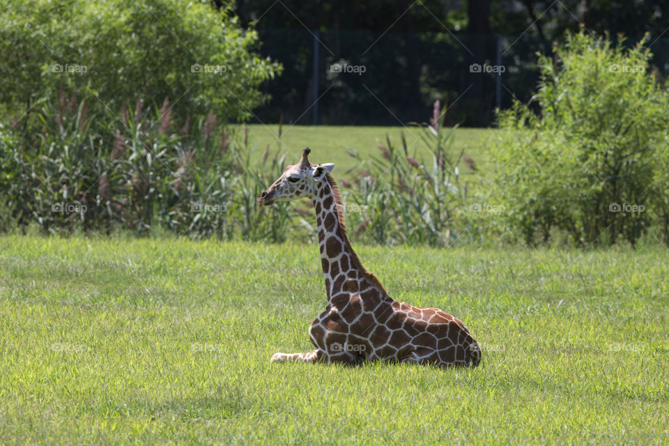 A giraffe sitting