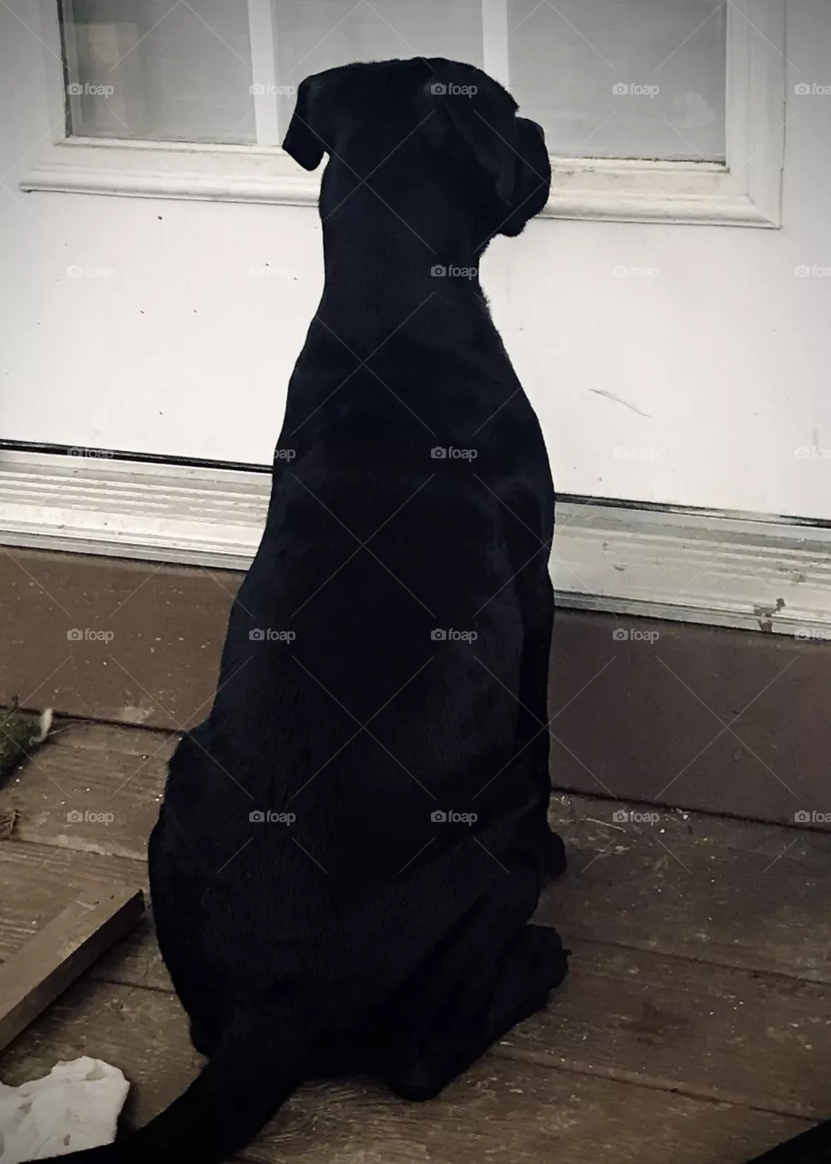 Lonely Dog 