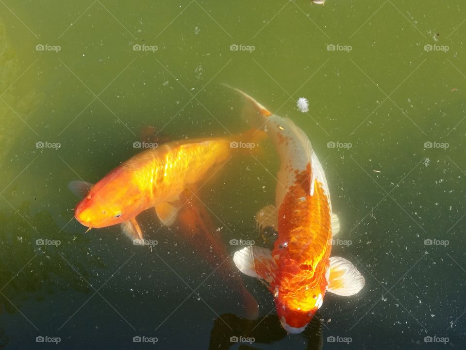 Fish koi swim in murky water. Orange and white fish swimming in murky water. Koi fish also called brocaded carp.