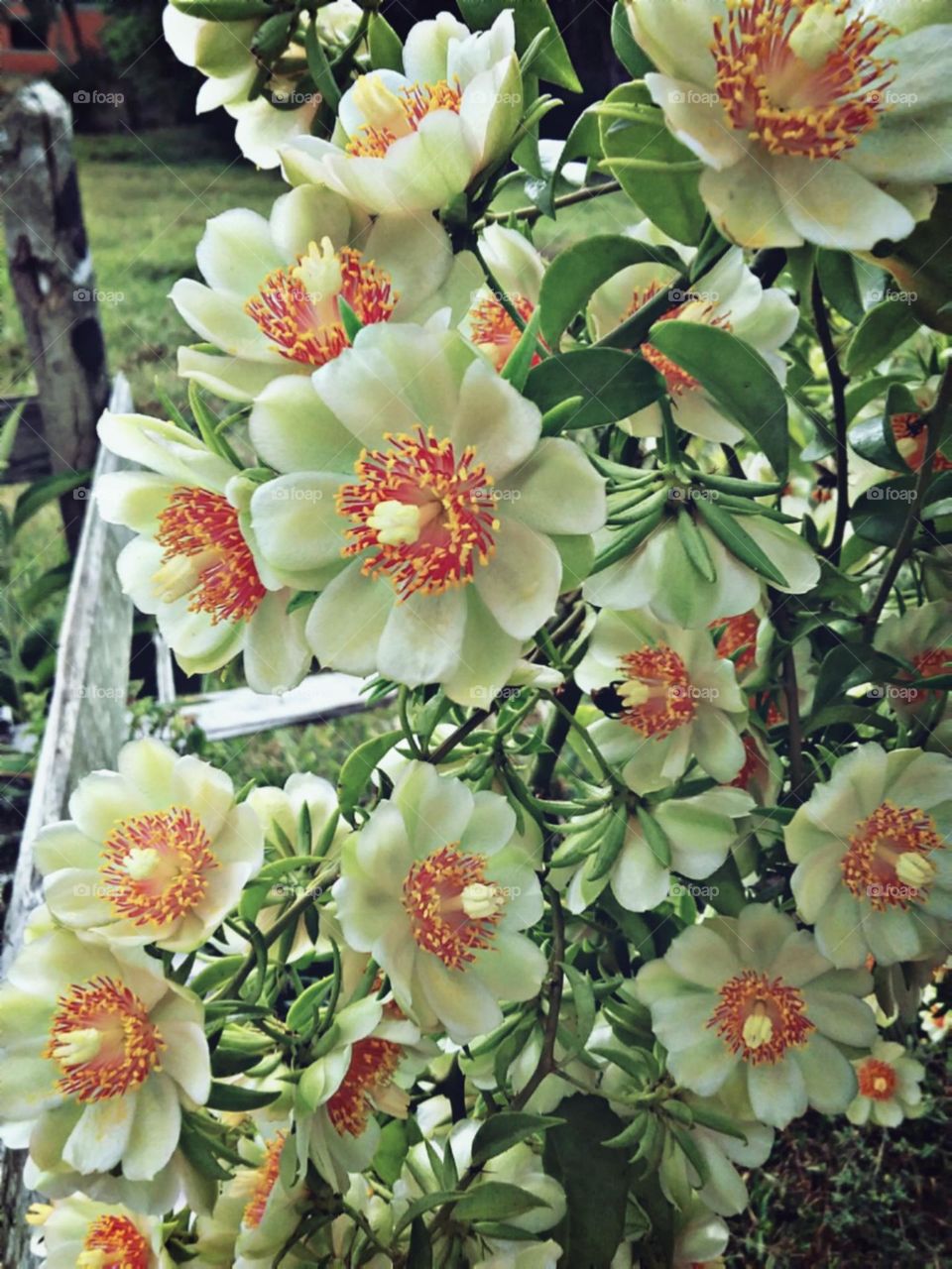 Perfeitas do Orapronobis.