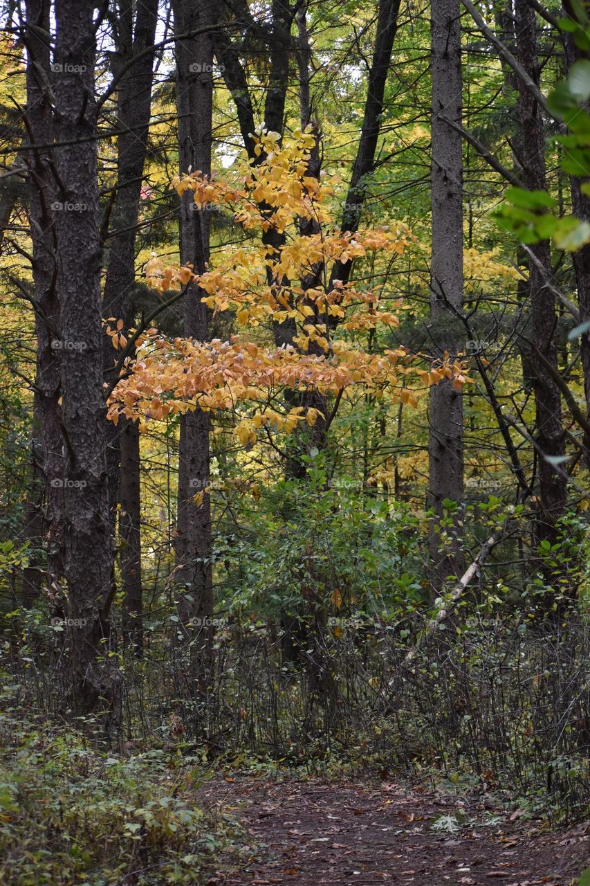 Fall colors on a brisk morning
