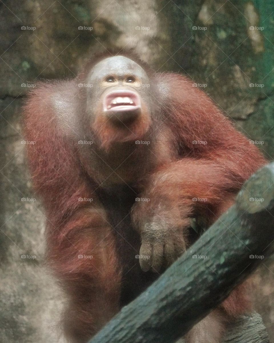 angry orang utan