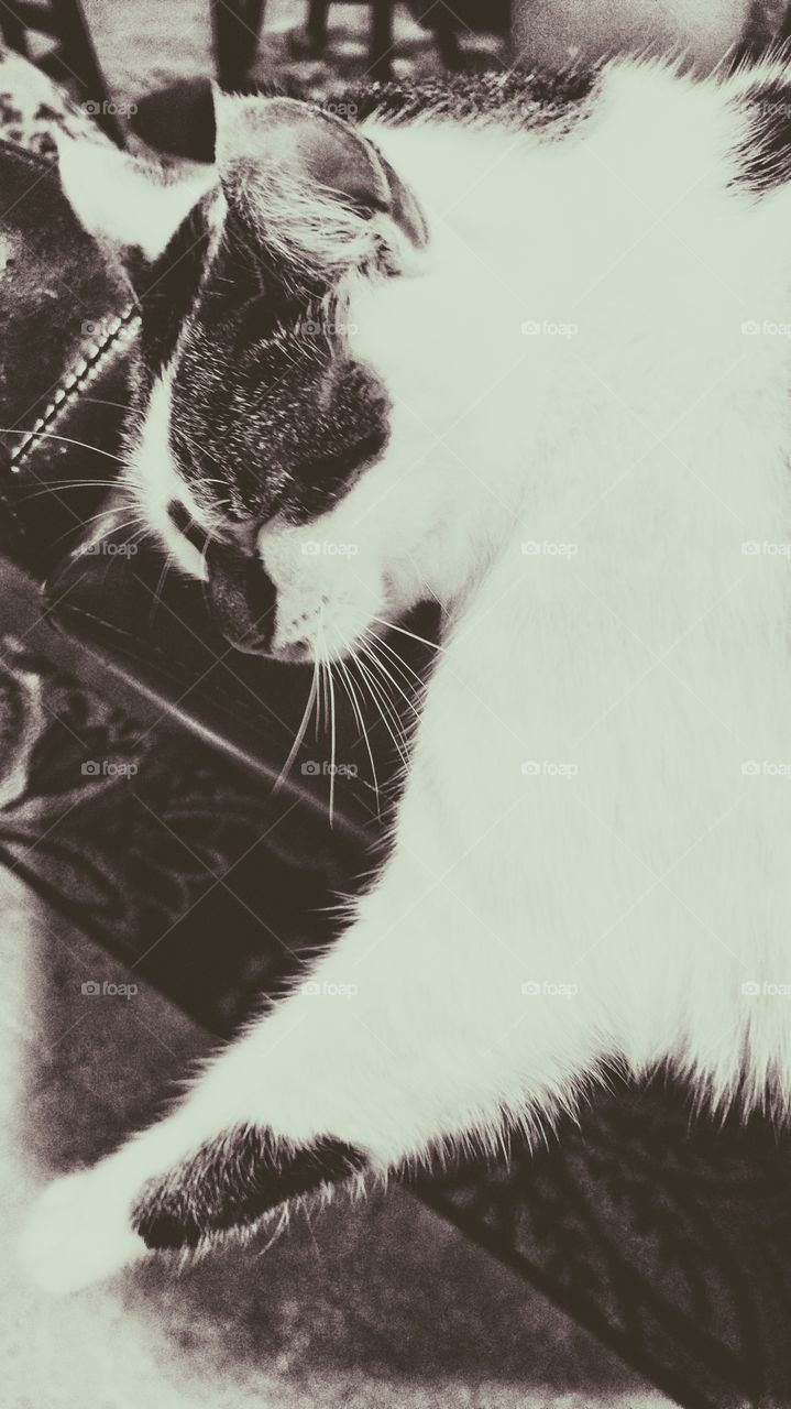 Sweet feline companion 2