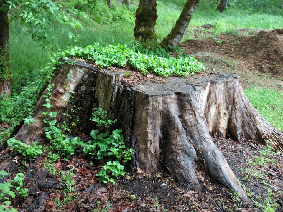 ivied stump